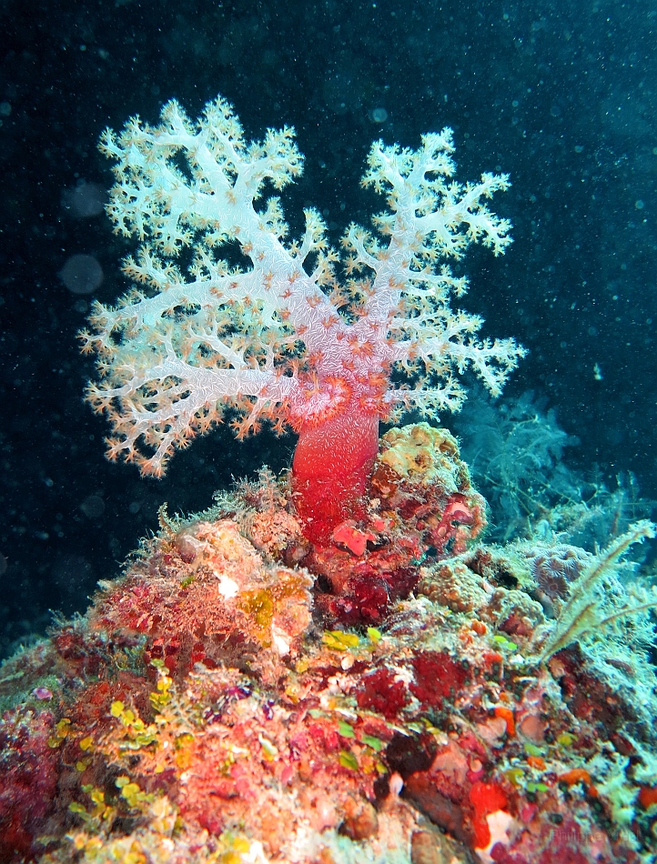 IMG_1303rf_Maldives_Madoogali_Plongee 14_Donagali caves_Corail mou.jpg